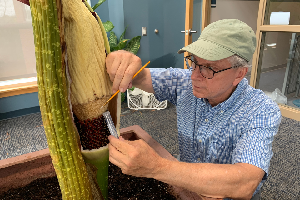 Steve Madigisky uses a swab to collect pollen from inside of the corpse flower's stem