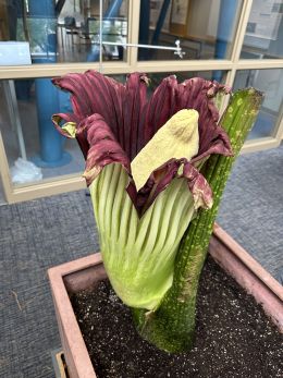 The large purple and green bloom of the corpse flower sits in a large square pot full of dirt
