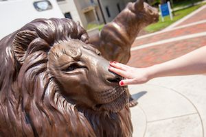 student touches nose of pride lion statue for good luck