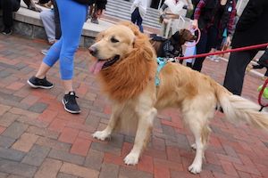 Golden retriever dressed up as lion at Strut Your Mutt