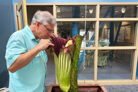 Steve Madigosky peers into the Corpse Flower bloom. He wears a blue shirt and the flower is green and purple